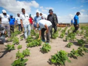 Gov’t to bring on stream 1,000 acres of land to expand red beans, black eyed peas production – President Ali