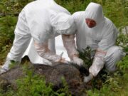 Guyana launches pilot to bolster defences against African Swine Fever