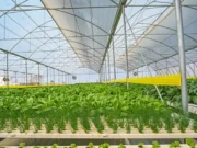 500 families to access 50 acres of aquaponics farms in Berbice