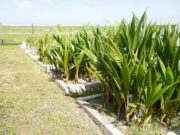 Single parent moms will soon own 50 acres of land for coconut production in Reg. 6