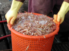 Over 500 acres of coastal land will be used for tilapia, shrimp farming – PPP/C 2025 manifesto