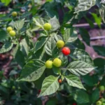 High-value crops have also been on top of the agenda