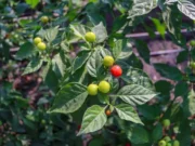 Regional imports: Guyana exceeds targets, achieves 88% of food production goal one year early