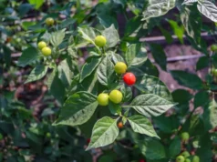 Regional imports: Guyana exceeds targets, achieves 88% of food production goal one year early