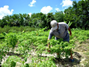 Guyana, CARICOM Fund ink US$18M deal to help 4,300 farmers