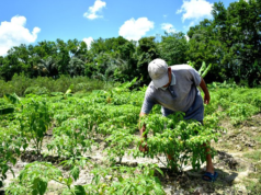Guyana, CARICOM Fund ink US$18M deal to help 4,300 farmers