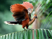 Guyana a global model for balancing resource development with nature preservation – Conservation International Guyana VP