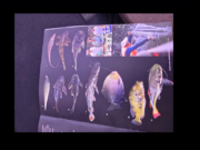 33 new species of fish discovered in Guyana’s remote forest