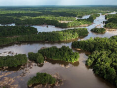 Into the Wild: Guyana moves to map hidden species while leading global alliance to halt biodoversity loss