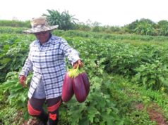 As climate change worsens, gov’t secures insurance for 6,000 rice farmers