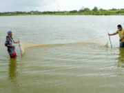 Gov’t to diversify incomes for sugar workers, boost fisherfolk and reduce poverty – President Ali