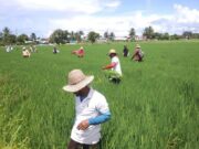 Agri. Minister, GRDB to consult with rice farmers, millers as second crop commences