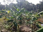 D&I works bearing fruit in Susannah’s Rust, other surrounding communities