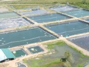 Region Five agriculture projects nearing commissioning as government pushes major food security expansion