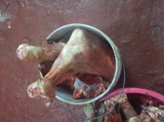 Farmer’s cows stolen at Bachelor’s Adventure, suspect arrested