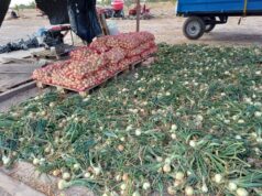 Onion pilot in Rupununi shows strong yield potential ahead of April harvest