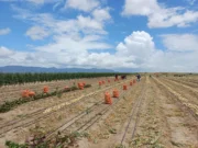 Region Nine farmers reap over $15M from onion harvest with government support