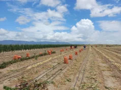 Region Nine farmers reap over $15M from onion harvest with government support