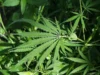 Regions Six, Ten earmarked for industrial hemp cultivation as Govt pursues processing plant -Mustapha