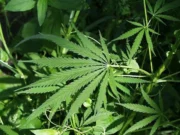 Regions Six, Ten earmarked for industrial hemp cultivation as Govt pursues processing plant -Mustapha