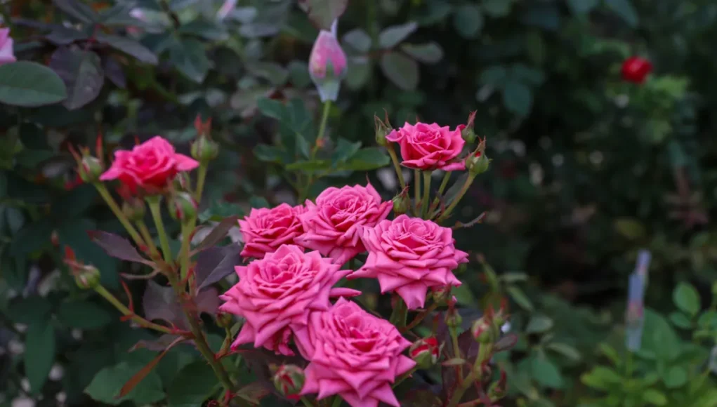 rose