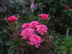 Cut Rose Project delivers strong returns, expanding opportunities