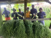 From cell to soil: Prison farms equip inmates with work skills, reduce reoffending