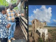 Over 34k animals receive welfare intervention from GLDA in recent months