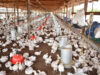 Guyana’s poultry production set to reach record 99,000 tonnes by year-end