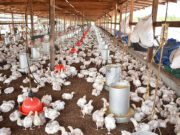 Guyana’s poultry production set to reach record 99,000 tonnes by year-end