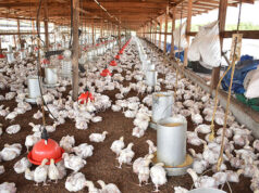 Guyana’s poultry production set to reach record 99,000 tonnes by year-end