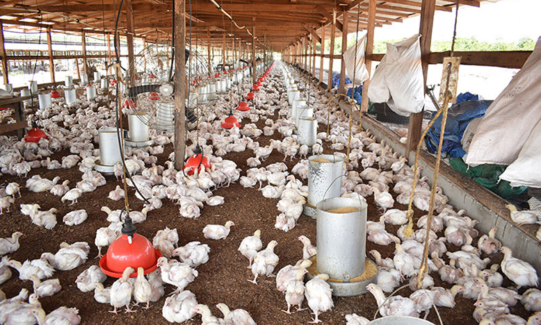chicken
