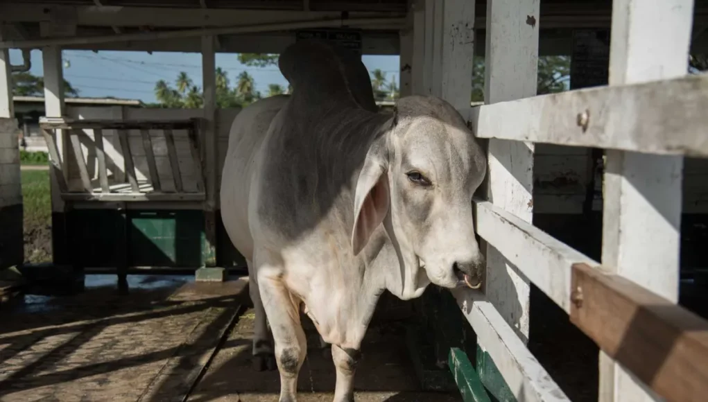 cow