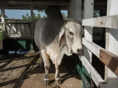 Onverwagt abattoir produced over 112,000kg of beef to date