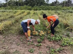 Region Two becoming modern agricultural hub