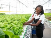 Agriculture modernisation opens new opportunities for young entrepreneurs