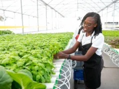 Agriculture modernisation opens new opportunities for young entrepreneurs