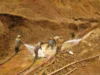 More than 100 foreign operators blacklisted as Guyana tightens mining controls – Min Bharrat