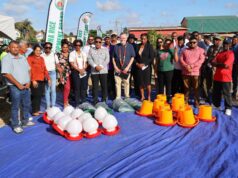 Mustapha promotes rice-duck farming to boost farmers’ income