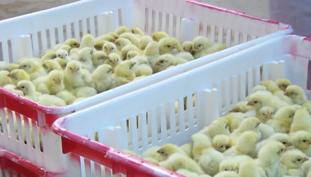 chick