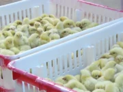 Guyana putting systems in place to guard against ‘Bird Flu’ – Min Mustapha