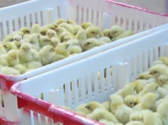 Guyana putting systems in place to guard against ‘Bird Flu’ – Min Mustapha